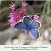 plebejus argus podkumok male 1